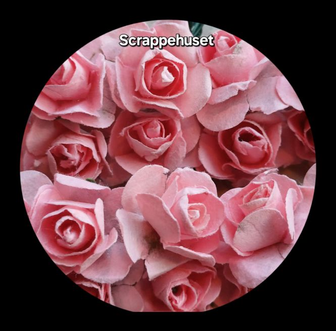 Hovedbilde Rosa Roser - SH46