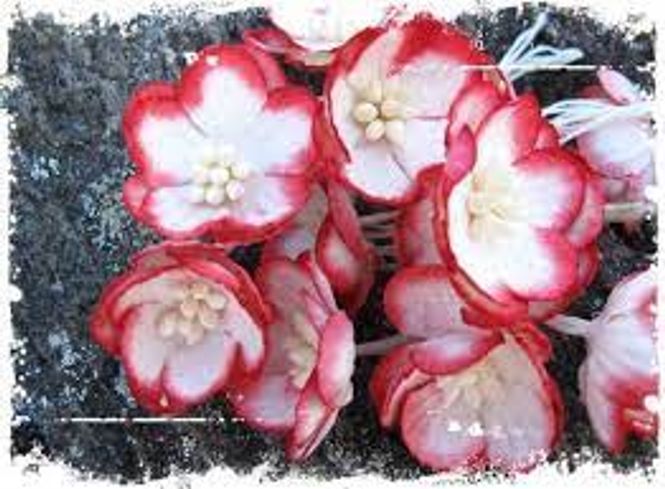 Hovedbilde  Papirdesign - Kirsebærblomst - rød-PD133